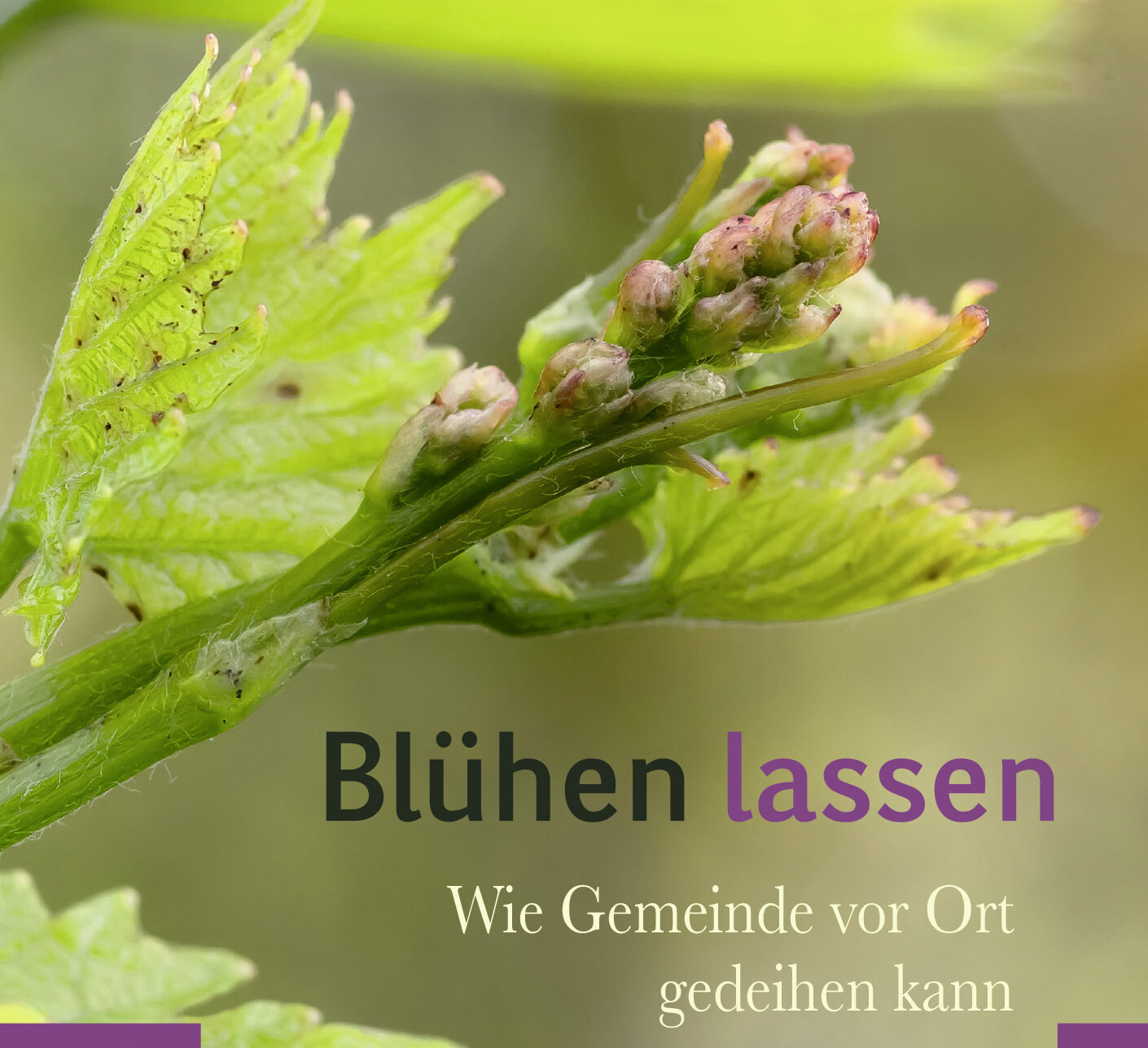 Cover blühen lassen